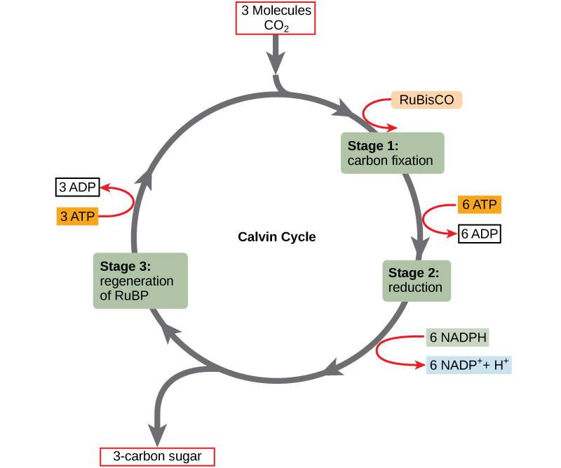 Esta ilustración muestra un ciclo circular con tres etapas. Tres moléculas de dióxido de carbono ingresan al ciclo. En la primera etapa, la enzima RuBisCO incorpora el dióxido de carbono en una molécula orgánica. Seis moléculas de ATP se convierten en seis moléculas de ADP. En la segunda etapa, la molécula orgánica se reduce. Seis moléculas NADPH se convierten en seis iones NADP+ y un ion hidrógeno. Se produce azúcar. En la etapa tres, RubP se regenera y tres moléculas de ATP se convierten en tres moléculas de ADP. A continuación, RuBP inicia el ciclo nuevamente.