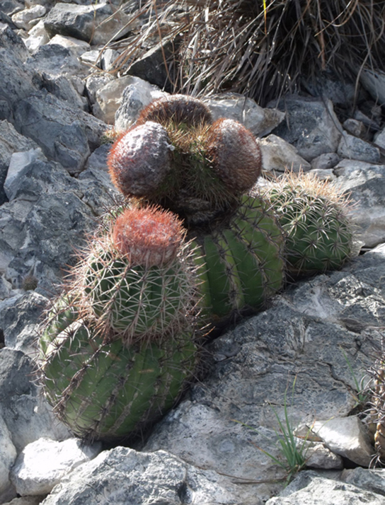 Esta foto muestra un cactus.