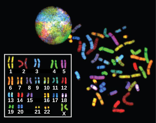 Los cromosomas de una hembra humana se muestran en un núcleo, dispersos fuera del núcleo, y dispuestos en orden numérico, del 1 al 22 seguido de X. Cada cromosoma se tiñe de un color diferente.