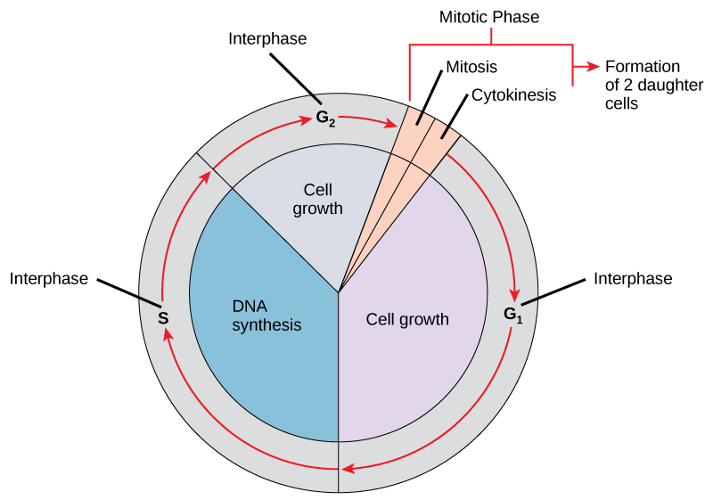 Esta ilustración muestra el ciclo celular, que consiste en la interfase y la fase mitótica. La interfase se subdivide en fases G1, S y G2. El crecimiento celular ocurre durante G1 y G2, y la síntesis de ADN ocurre durante S. La fase mitótica consiste en mitosis, en la que se divide la cromatina nuclear, y citocinesis, en la que se divide el citoplasma dando como resultado dos células hijas.