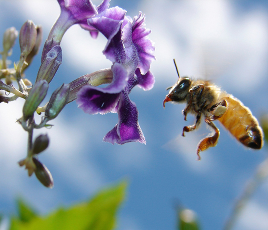 Une photographie montre une abeille en vol, puisant le nectar d'une fleur.