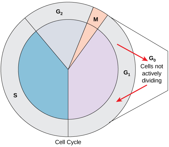 El ciclo celular se muestra en un gráfico circular, con cuatro etapas. La etapa S representa alrededor del 40 por ciento del ciclo. La etapa G2 representa alrededor del 19 por ciento. La mitosis representa el 2 por ciento, y G1 representa el 39 por ciento. Se muestra una flecha saliendo de la etapa G1 que apunta a la etapa G0 fuera del círculo, en la que las celdas no se están dividiendo activamente. Otra flecha apunta desde la etapa G0 de regreso a la etapa G1, donde las células pueden volver a ingresar al ciclo.
