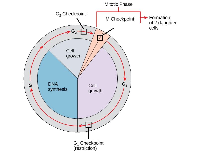 Esta ilustración muestra los tres puntos de control principales del ciclo celular, que ocurren en G1, G2 y mitosis.