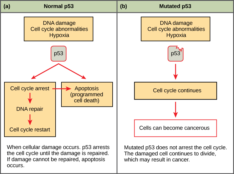 Esta ilustración muestra la regulación del ciclo celular por p53. La proteína p53 normalmente detiene el ciclo celular en respuesta al daño del ADN, anomalías del ciclo celular o hipoxia. Una vez reparado el daño, el ciclo celular se reinicia. Si el daño no se puede reparar, se produce apoptosis (muerte celular programada). La p53 mutada no detiene el ciclo celular en respuesta al daño celular. Como resultado, el ciclo celular continúa y la célula puede volverse cancerosa.