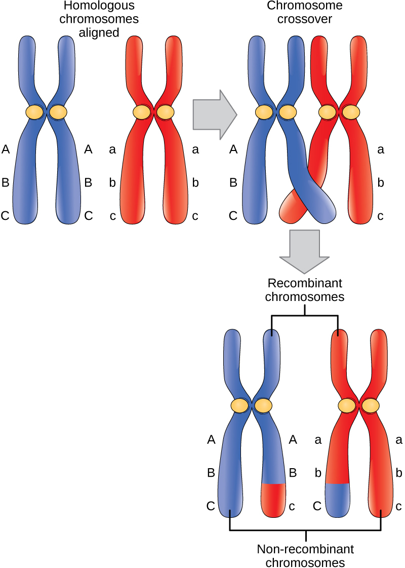 Esta ilustración muestra un par de cromosomas homólogos que están alineados. Se cruzan los extremos de dos cromátidas no hermanas de los cromosomas homólogos y se intercambia material genético. Las cromátidas no hermanas entre las que se intercambió material genético se denominan cromosomas recombinantes. El otro par de cromátidas no hermanas que no intercambiaron material genético se denominan cromosomas no recombinantes.