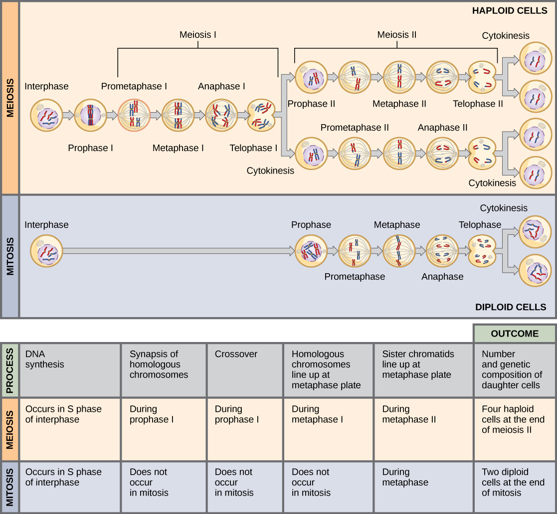 Esta ilustración compara la meiosis y la mitosis. En la meiosis, hay dos rondas de división celular, mientras que solo hay una ronda de división celular en la mitosis. Tanto en la mitosis como en la meiosis, la síntesis de ADN ocurre durante la fase S. La sinapsis de cromosomas homólogos ocurre en la profase I de la meiosis, pero no ocurre en la mitosis. El cruce de cromosomas ocurre en la profase I de la meiosis, pero no ocurre en la mitosis. Pares homólogos de cromosomas se alinean en la placa metafásica durante la metafase I de meiosis, pero no durante la mitosis. Las cromátidas hermanas se alinean en la placa metafásica durante la metafase II de meiosis y metafase de mitosis. El resultado de la meiosis son cuatro células hijas haploides y el resultado de la mitosis son dos células hijas diploides.