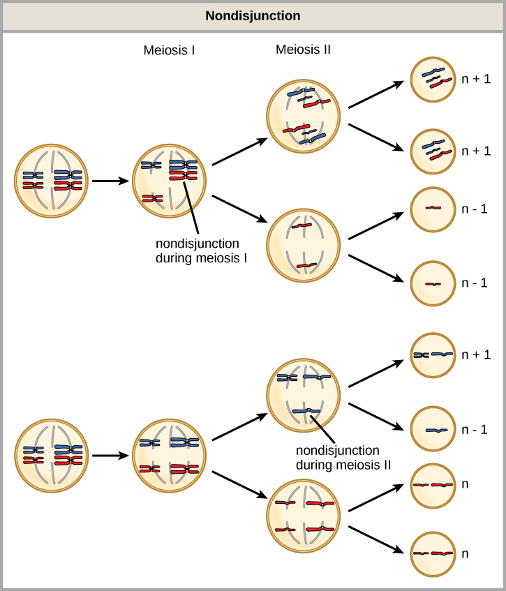 Esta ilustración muestra la no disyunción durante la meiosis I y la meiosis II. La no disyunción durante la meiosis I ocurre cuando un par homólogo no logra separarse, y da como resultado dos gametos con cromosomas n + 1 y dos gametos con cromosomas n — 1. La no disyunción durante la meiosis II ocurre cuando las cromátidas hermanas no logran separarse y da como resultado un gameto con cromosomas n + 1, un gameto con cromosomas n — 1 y dos gametos normales.