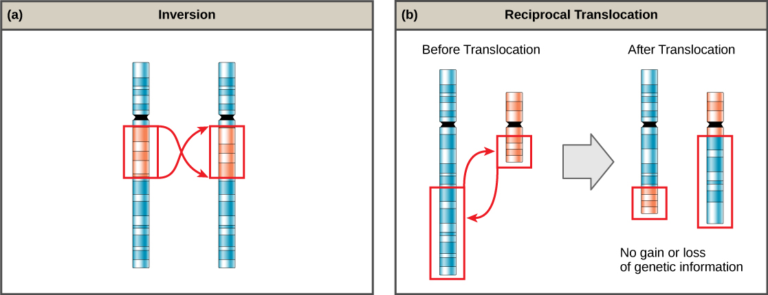 La parte A muestra una inversión en un cromosoma. Se muestran dos cromosomas idénticos, a excepción de una pequeña sección que se ha invertido en el segundo cromosoma. La parte b muestra una translocación recíproca, en la que el ADN se transfiere de un cromosoma a otro. No se obtiene ni se pierde información genética en el proceso.