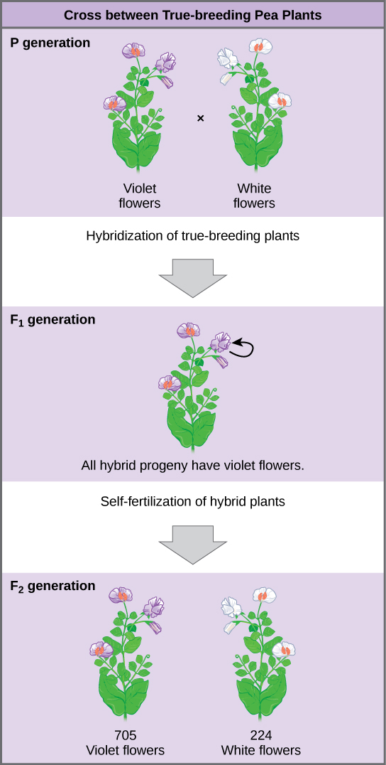 The diagram shows a cross between pea plants that are true-breeding for purple flower color and plants that are true-breeding for white flower color. This cross-fertilization of the P generation resulted in an F_{1} generation with all violet flowers. Self-fertilization of the F_{1} generation resulted in an F_{2} generation that consisted of 705 plants with violet flowers, and 224 plants with white flowers.