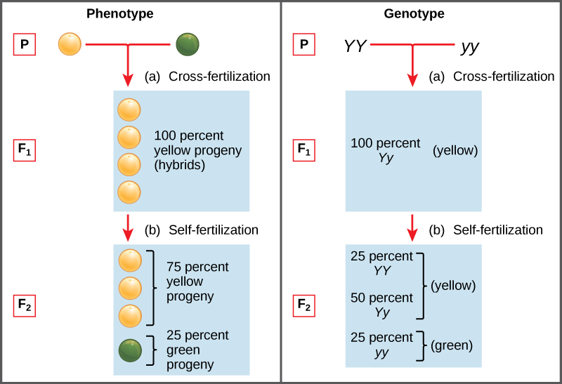 A graphic with 2 columns, the first with the heading “Phenotype” and the second with the heading “Genotype.” In the phenotype column, one yellow pea plant cross-fertilizes with one green pea plant. The first generation of offspring is 100 percent yellow pea plants. After self-fertilization of these yellow pea offspring, 75 percent of the second generation offspring have yellow peas and 25 percent have green peas. The genotype column shows the first generation offspring as 100 percent Yy, and the second generation as 25 percent YY, 50 percent Yy, and 25 percent yy.