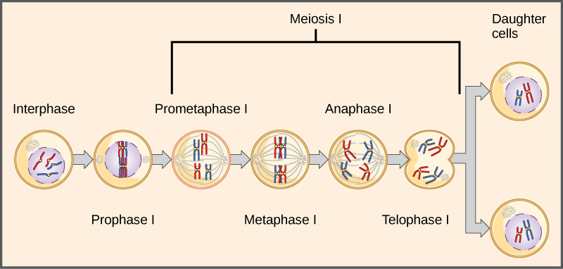 Homologous pairs of chromosomes line up at the metaphase plate during metaphase I of meiosis. The homologous chromosomes with their different versions of each gene are segregated into daughter nuclei.