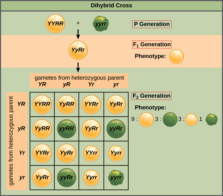 Esta ilustración muestra un cruce dihíbrido entre plantas de guisante. En la generación P, una planta que tiene el fenotipo dominante homocigótico de guisantes redondos amarillos se cruza con una planta con el fenotipo homocigótico recesivo de guisantes arrugados verdes. La descendencia resultante F_ {1} tiene un genotipo heterocigótico y guisantes amarillos redondos. La autopolinización de la generación F_ {1} da como resultado F_ {2} crías con una relación fenotípica de 9:3:3:1 para los guisantes redondos, amarillos redondos, verdes redondos, arrugados, amarillos y arrugados, respectivamente.