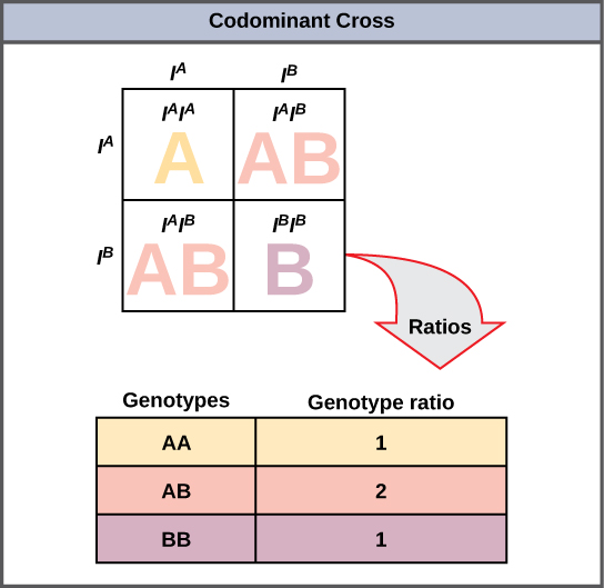 Un cuadrado de Punnett que muestra a ambos padres con tipos de sangre AB. La descendencia tendrá tipos de sangre AA, AB y BB en una proporción de 1 a 2 a 1.