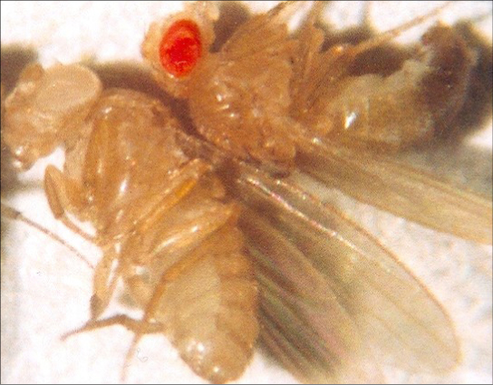 En la foto se muestran dos moscas de la fruta, una con ojos rojos y otra con ojos blancos.