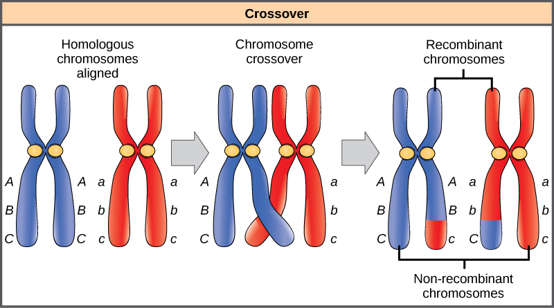 Esta ilustración muestra un par de cromosomas homólogos. Uno de la pareja tiene los alelos ABC y el otro tiene los alelos abc. Durante la meiosis, se produce el cruce entre dos de los cromosomas y se intercambia material genético, dando como resultado un cromosoma recombinante que tiene los alelos aC y otro que tiene los alelos aC. Los otros dos cromosomas son no recombinantes y tienen la misma disposición de genes que antes de la meiosis.
