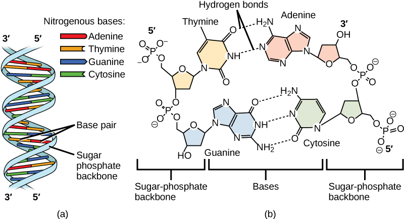 En la parte A se muestra una ilustración de una doble hélice de ADN, que tiene un esqueleto de fosfato de azúcar en el exterior y pares de bases nitrogenadas en el interior. La parte B muestra el emparejamiento de bases entre timina y adenina, que forman dos enlaces de hidrógeno, y entre guanina y citosina, que forman tres enlaces de hidrógeno.