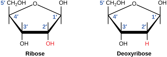 Figura que muestra la estructura de los azúcares de ribosa y desoxirribosa. En ribosa, el OH en la posición 2' se resalta en rojo. En desoxirribosa, la H en la posición 2' se resalta en rojo.