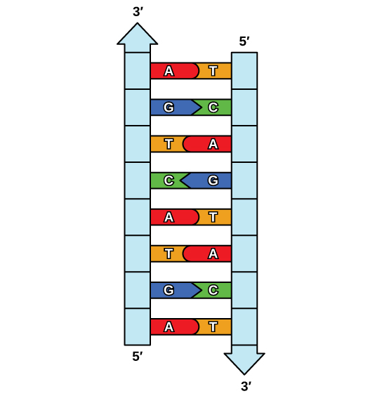La figura muestra la estructura de ADN similar a una escalera, con bases complementarias que conforman los peldaños de la escalera.