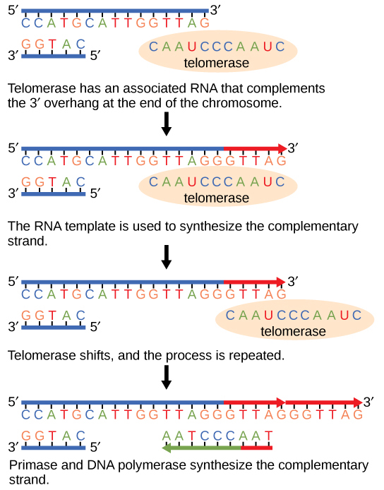 La telomerasa tiene un ARN asociado que complementa el saliente 5' al final del cromosoma. El molde de ARN se utiliza para sintetizar la cadena complementaria. La telomerasa luego se desplaza, y el proceso se repite. A continuación, la primasa y la ADN polimerasa sintetizan el resto de la cadena complementaria.