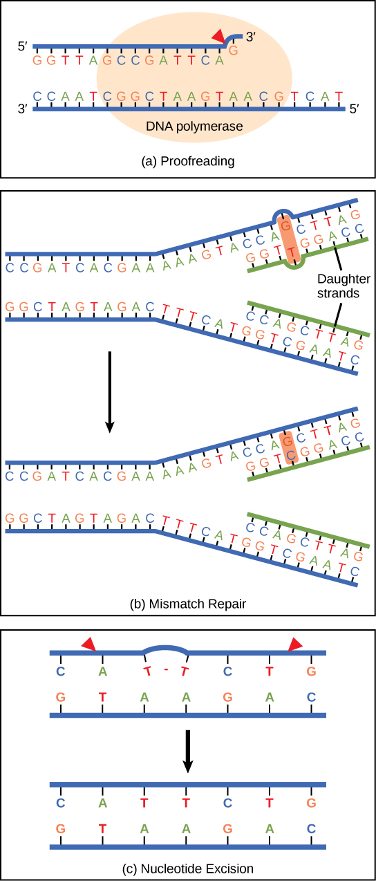 La parte A muestra ADN polimerasa replicando una cadena de ADN. La enzima ha insertado accidentalmente G opuesto a A, lo que resulta en una protuberancia. La enzima realiza copias de seguridad para corregir el error. En la parte b, la ilustración superior muestra una cadena de ADN replicada con un desajuste de bases G-T. La ilustración inferior muestra el ADN reparado, que tiene el emparejamiento correcto de bases G-C. La parte c muestra una cadena de ADN en la que se ha formado un dímero de timina. Una enzima reparadora de escisión corta la sección de ADN que contiene el dímero para que pueda ser reemplazada por un par de bases normal.