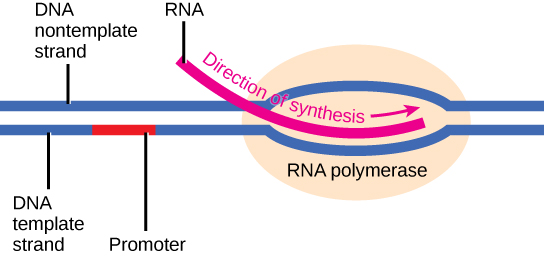La ilustración muestra una cadena molde y una cadena no molde de ADN, con una sección promotora en rojo en la cadena molde. Aguas abajo del promotor se encuentra una ARN polimerasa donde se está sintetizando ARN.
