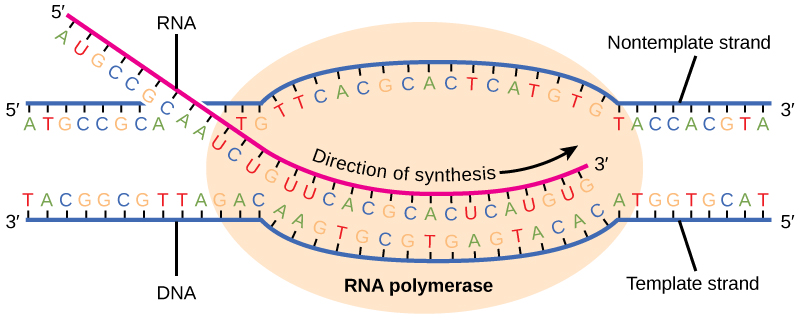 La ilustración muestra la síntesis de ARN por ARN polimerasa. La cadena de ARN se sintetiza en la dirección 5' a 3'.