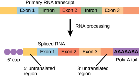 Illustration shows a primary RNA transcript with three exons and two introns. In the spliced transcript, the introns are removed and the exons are fused together. A 5' cap and poly-A tail have also been added.