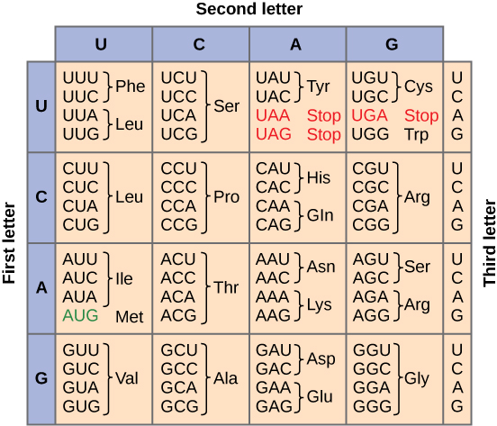La figura muestra los 64 codones. Sesenta y dos de estos codifican aminoácidos, y tres son codones de parada mostrados en rojo. El codón de inicio, AUG, es de color verde.
