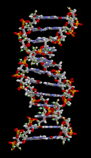 Rotating three-dimensional model of a DNA molecule.