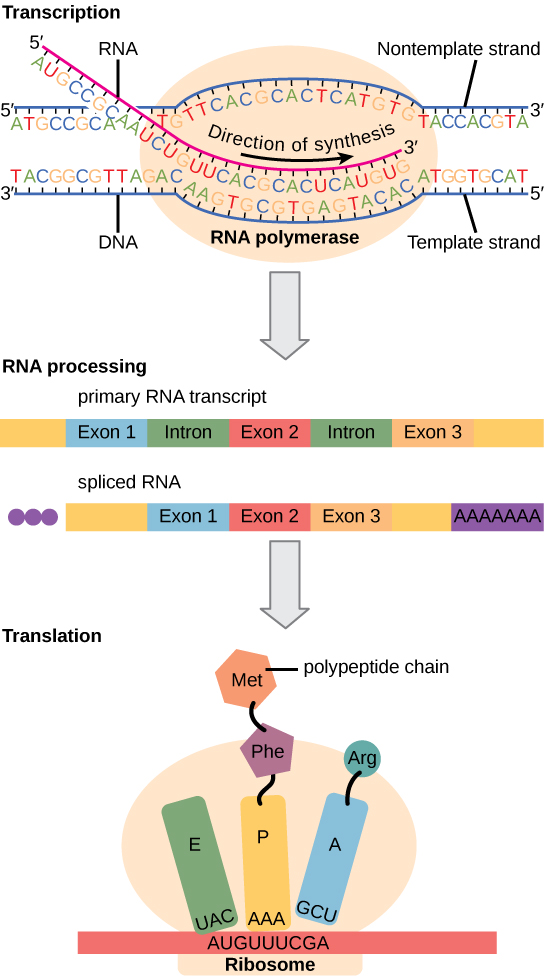 La ilustración muestra los pasos de la síntesis de proteínas en tres etapas: transcripción, procesamiento de ARN y traducción. En la transcripción, la cadena de ARN es sintetizada por la ARN polimerasa en la dirección 5' a 3'. En el procesamiento de ARN, se muestra un transcrito de ARN primario con tres exones y dos intrones. En el transcrito empalmado, los intrones se eliminan y los exones se fusionan entre sí. También se han agregado una tapa de 5' y una cola de poli-A. En la traducción, un ARNt iniciador reconoce la secuencia AUG en el ARNm que se asocia con la subunidad ribosómica pequeña. La subunidad grande se une al complejo. A continuación, se recluta un segundo ARNt en el sitio A. Se forma un enlace peptídico entre el primer aminoácido, que está en el sitio P, y el segundo aminoácido, que está en el sitio A. El ARNm luego se desplaza y el primer ARNt se mueve al sitio E, donde se disocia del ribosoma. Otro ARNt se une al sitio A, y el proceso se repite.