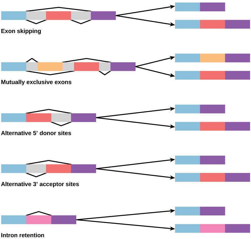 Ilustración de segmentos de pre-ARNm con exones mostrados en azul, rojo, naranja y rosa. Generalmente se reconocen cinco modos básicos de empalme alternativo. Cada segmento de pre-ARNm se puede empalmar para producir una variedad de nuevos segmentos de ARNm maduros; aquí se muestran dos para cada uno. En el caso de salto de exón, un exón puede ser empalmado o retenido. En el caso de exones mutuamente excluyentes, uno de los dos exones se retiene en los ARNm después del empalme, pero no en ambos. En el caso de un sitio donante alternativo, se utiliza una unión alternativa de empalme 5' (sitio donante), cambiando el límite 3' del exón aguas arriba. En el caso de un sitio aceptor alternativo, se utiliza una unión alternativa de empalme 3' (sitio aceptor), cambiando el límite 5' del exón aguas abajo. En el caso de la retención de intrones, una secuencia puede ser cortada y empalmada como intrón o simplemente retenida. Esto se distingue del salto de exones porque la secuencia retenida no está flanqueada por intrones. La porción rosa se considera un intrón cuando se salta (arriba) y un exón cuando se incluye (abajo).