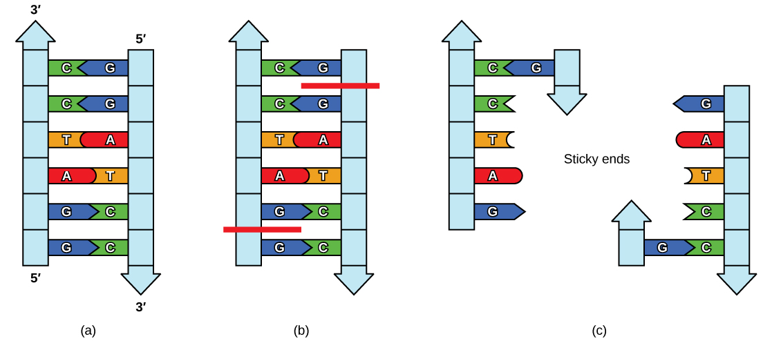 In part A, the figure shows a strand of ladder-like DNA. In part B, the DNA is cut on both strands between the two guanines. In part C, the 2 strands have separated, leaving complementary sticky ends on each with unattached 5' to 3' G, A, T, and C nucleotides.