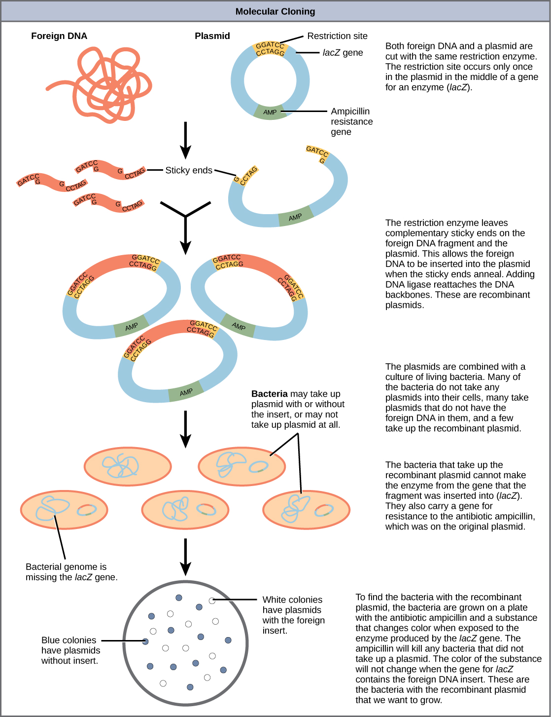 An illustration showing the steps in creating recombinant DNA plasmids, inserting them into bacteria, and then selecting only the bacteria that have successfully taken up the recombinant plasmid. The steps are as follows: both foreign DNA and a plasmid are cut with the same restriction enzyme. The restriction site occurs only once in the plasmid in the middle of a gene for an enzyme (lacZ). The restriction enzyme leaves complementary sticky ends on the foreign DNA fragment and the plasmid. This allows the foreign DNA to be inserted into the plasmid when the sticky ends anneal. Adding DNA ligase reattaches the DNA backbones. These are recombinant plasmids. The plasmids are combined with a culture of living bacteria. Many of the bacteria do not take any plasmids into their cells, many take plasmids that do not have the foreign DNA in them, and a few take up the recombinant plasmid. The bacteria that take up the recombinant plasmid cannot make the enzyme from the gene that the fragment was inserted into (lacZ). They also carry a gene for resistance to the antibiotic ampicillin, which was on the original plasmid. To find the bacteria with the recombinant plasmid, the bacteria are grown on a plate with the antibiotic ampicillin and a substance that changes color when exposed to the enzyme produced by the lacZ gene. The ampicillin will kill any bacteria that did not take up a plasmid. The color of the substance will not change when the gene for lacZ contains the foreign DNA insert. These are the bacteria with the recombinant plasmid that we want to grow.
