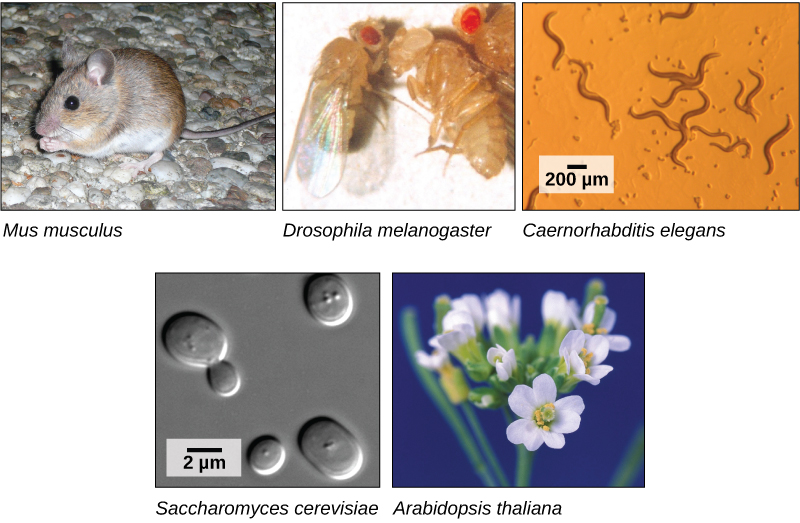 Cinco fotos son del ratón, Mus musculus; la mosca de la fruta, Drosophila melanogaster; el nematodo Caenorhabditis elegans, visto a través de un microscopio electrónico de barrido; la levadura Saccharomyces cerevisiae, vista en una micrografía de luz de contraste de interferencia diferencial; y una pequeña flor blanca, Arabidopsis thaliana