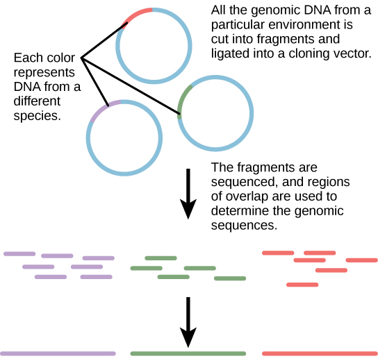 The diagram shows 3 individual rings representing DNA, with a small portion of each in a contrasting color. The small portions represent DNA from a different species.  The 3 rings have the caption “All of the genomic DNA from a particular environment is cut into fragments and ligated into a cloning vector. The fragments are sequenced, and regions of overlap are used to determine the genomic sequences.” Below the rings are many pieces of the contrasting color portions only, with an arrow pointing to solid longer lines of the 3 colors.