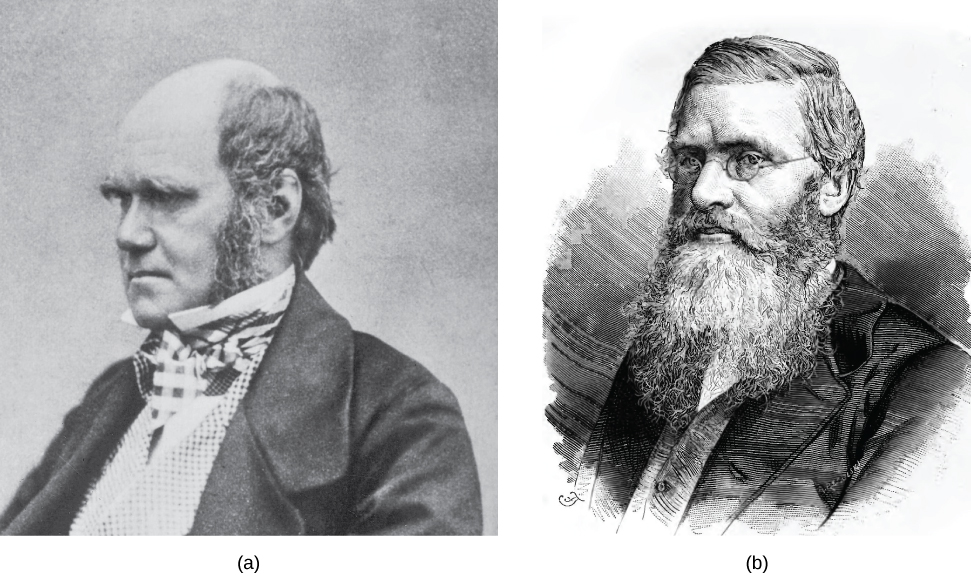 Se muestran fotos de Charles Darwin y Alfred Wallace.