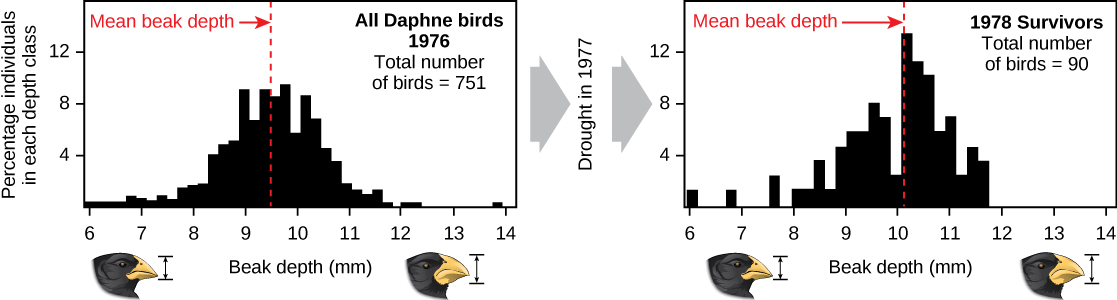 Two graphs show the number of birds on the y axis and bill depth in millimeter on the x axis. The graph on the left has data for the year 1976 with a total of 751 birds measured. The mean beak depth is about 9.5 millimeters. The graph on the right has data for the year 1978, after a drought caused the death of many birds. The total number of surviving birds measured for this data was 90, and the mean beak depth is about 10 millimeters.