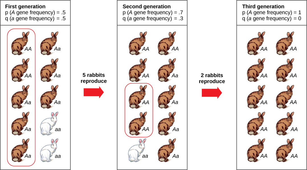 Una población tiene diez conejos. Tres de estos conejos son homocigotos dominantes para el alelo A y tienen color de pelaje marrón. Cinco son heterocigotos y también tienen color de pelaje marrón. Dos son homocigóticos recesivos y tienen color de pelaje blanco. La frecuencia del alelo A mayúscula, p, es .5 y la frecuencia del alelo a pequeño, q, también es .5. Sólo cinco de los conejos, entre ellos dos homocigotos dominantes y tres heterocigóticos, producen descendencia. Cinco de las crías resultantes son homocigóticas dominantes, cuatro heterocigóticas y una homocigótica recesiva. La frecuencia de alelos en la segunda generación es p=.7 y q=.3. Sólo dos conejos de la segunda generación producen descendencia, y ambos son homocigóticos dominantes. Como resultado, el alelo recesivo pequeño a se pierde en la tercera generación, y todos los conejos son heterocigotos dominantes con color de pelaje marrón.