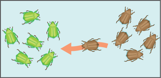 Illustration shows an individual from a population of brown beetles traveling toward a population of green beetles.
