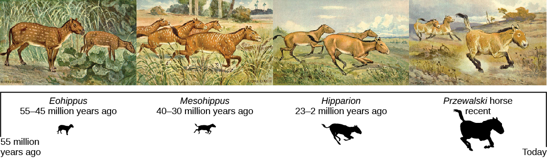 Una serie de pinturas sobre una línea de tiempo desde hace 55 millones de años hasta la actualidad mostrando 4 de los antepasados al caballo moderno. El primero de la serie es Eohippus, que vivió de 55 a 45 millones de años atrás. Era un animal pequeño, del tamaño de un perro, con 4 dedos en las patas delanteras y 3 en la espalda, una cola larga y un pelaje manchado marrón. El segundo es Mesohippus, que vivió de 40 a 30 millones de años atrás. Era un poco más grande que el Eohippus con patas más largas. Tenía 3 dedos en los pies delanteros y traseros. El tercero es Hipparion, que vivió de hace 23 a 2 millones de años. Caminaba sobre su dedo medio en cada pie (ahora pezuña), pero aún tenía vestigios de los dedos restantes. Era mucho más grande que Hipparion. El cuarto es el caballo de Przewalski, un caballo reciente pero en peligro de extinción. Es más pequeño y fornido que el caballo domesticado con un dedo del pie (pezuña) en cada pie.
