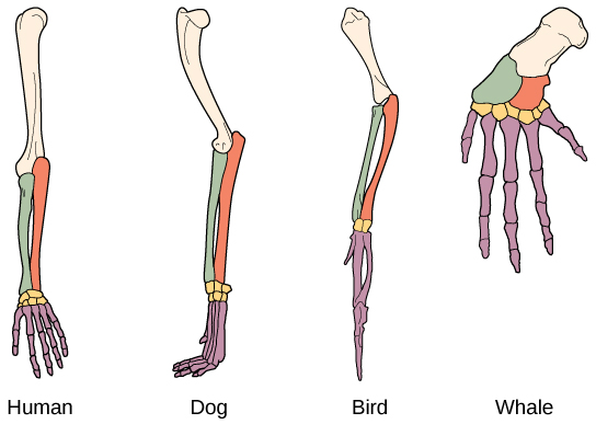 La ilustración compara un brazo humano, patas de perro y pájaro y una aleta de ballena. Todos los apéndices tienen los mismos huesos, pero el tamaño y la forma de estos huesos varían.