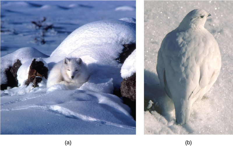 La foto (a) representa a un zorro ártico con pelaje blanco durmiendo sobre nieve blanca. La foto (b) muestra un ptarmigan con plumas blancas de pie sobre nieve blanca.