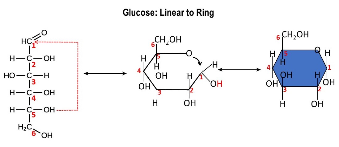 linear and ring forms of glucose. details in caption