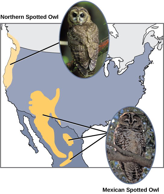 El búho moteado del norte vive en el noroeste del Pacífico, y el búho manchado mexicano vive en México y la parte suroeste de los Estados Unidos. Los dos búhos son similares en apariencia pero con coloración ligeramente diferente.