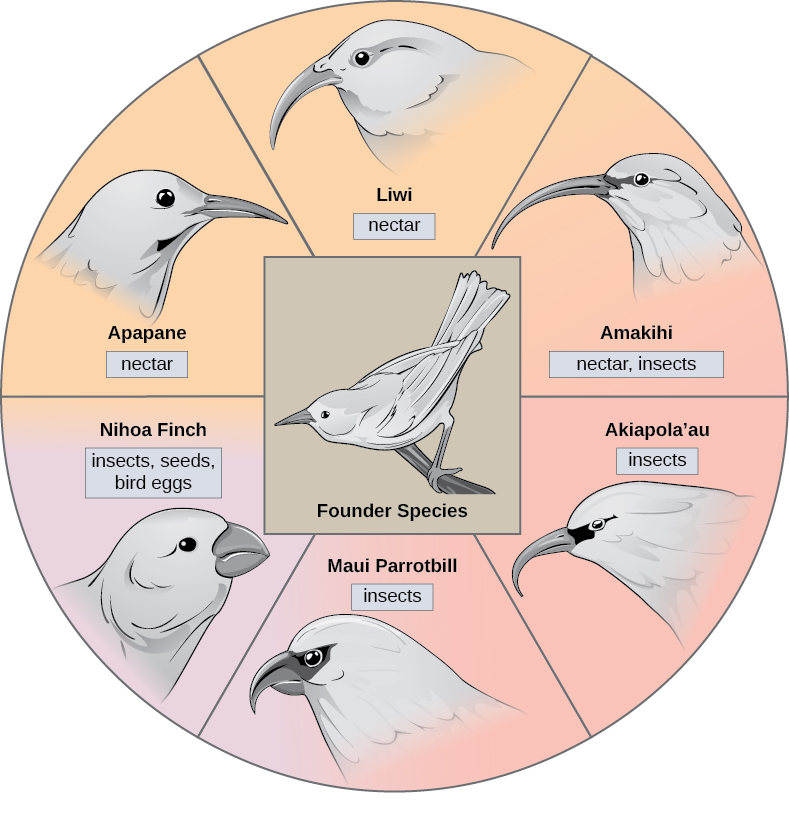 The illustration shows a wheel, with the founder species that gave rise to various honeycreeper birds at the hub. Between spokes of the wheel are six modern honeycreeper species. Five of these, the ‘Apapane, Liwi, ‘Amakihi, ‘Akiapola’au and Maui Parrotbill, eat insects and/or nectar and have long, think beaks. The sixth bird, the Nihoa Finch, eats insects, seeds, and bird eggs, and has a short, fat beak.