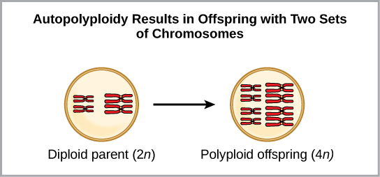 Autopolyploidy results in offspring with two sets of chromosomes. In the example shown, a diploid parent (2n) produces polyploid offspring (4n).