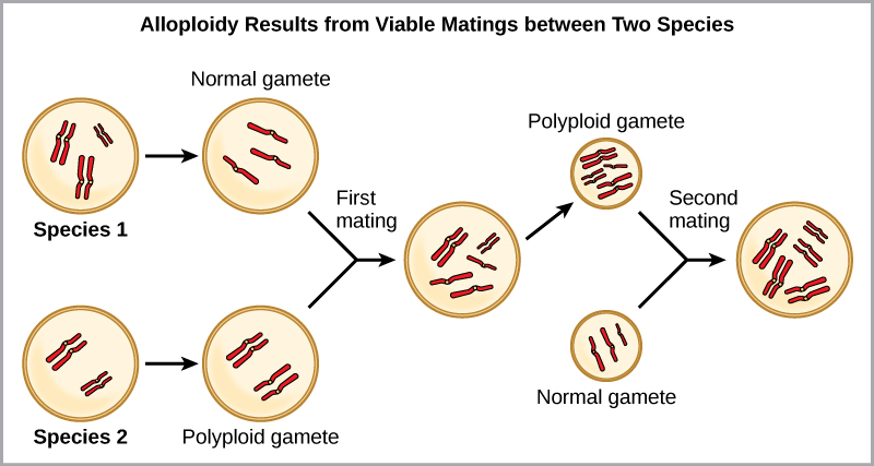 Alloploidy results from viable matings between two species with different numbers of chromosomes. In the example shown, species one has three sets of chromosomes, and species two has two sets of chromosomes. When a normal gamete from species one (with three chromosomes) fuses with a polyploid gamete from species two (with two sets of chromosomes), a zygote with seven chromosomes results. An offspring from this mating produces a polyploid gamete, with seven chromosomes. If this polyploid gamete fuses with a normal gamete from species one, which has three chromosomes, the resulting offspring will have five viable sets of chromosomes.