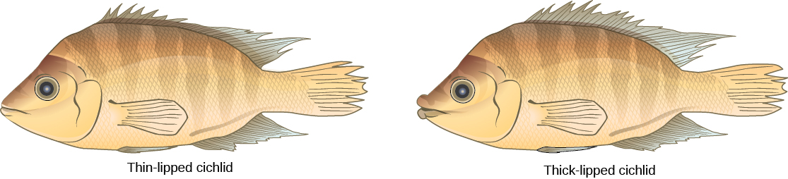 Las ilustraciones muestran dos especies de peces cíclidos que son similares en apariencia excepto que una tiene labios delgados y otra tiene labios gruesos.
