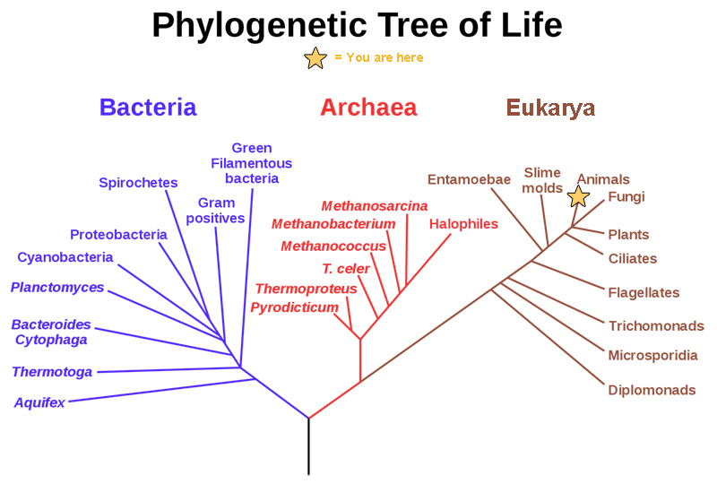 Це філогенетичне дерево показує, що три сфери життя, Бактерії, Архея та Еукарія, все виникло від загального предка.