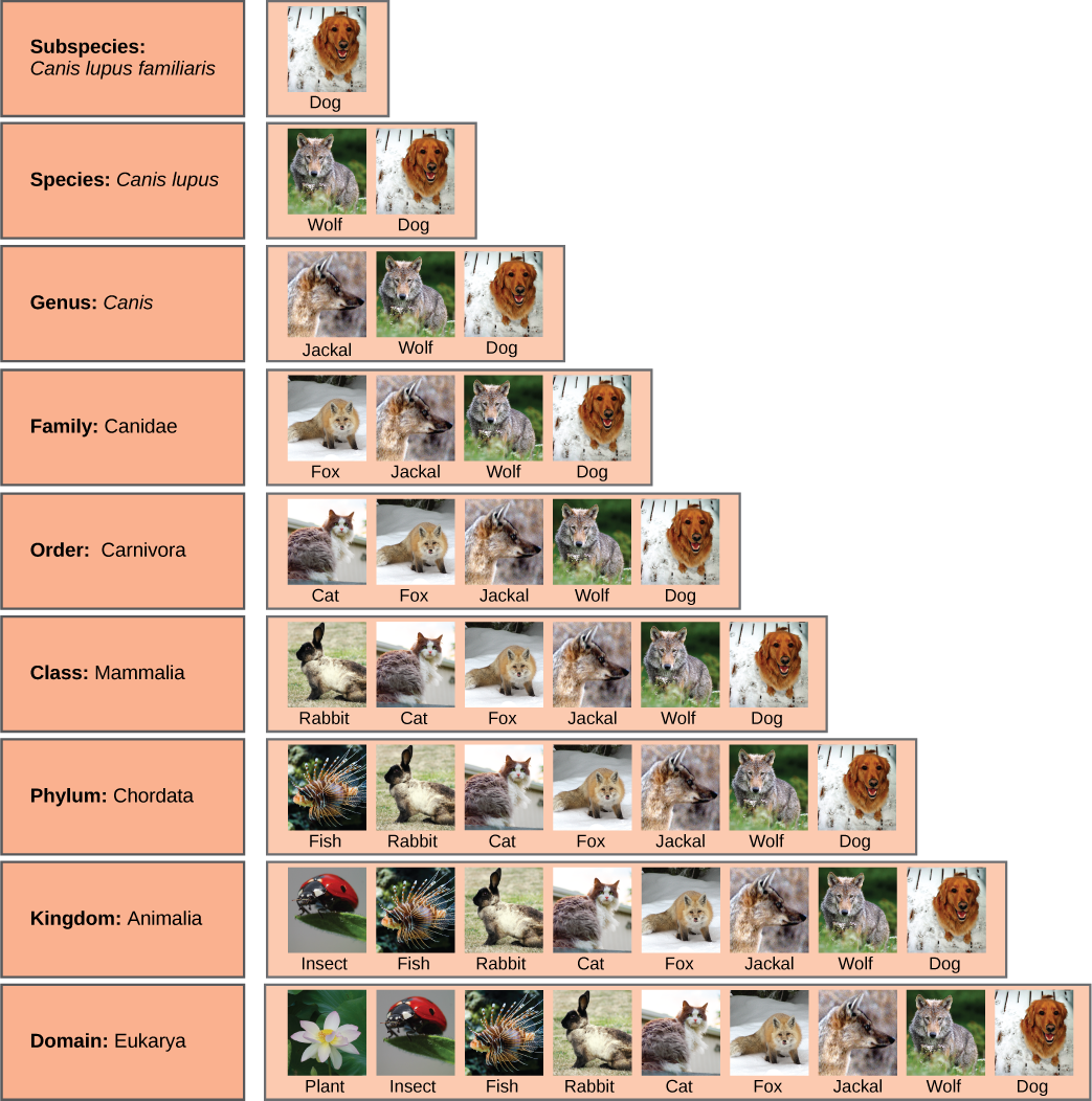 La ilustración muestra los grupos taxonómicos compartidos por diversas especies. Todos los organismos mostrados, plantas, insectos, peces, conejos, gatos, zorros, chacales, lobos y perros, están en el dominio Eukarya. De estos, insectos, peces, conejos, gatos, zorros, chacales, lobos y perros se encuentran en el reino Animalia. Dentro del reino Animalia, peces, conejos, gatos zorros, chacales, lobos y perros se encuentran en el filo Chordata. Conejos, gatos, zorros, chacales, lobos y perros están en la clase Mammalia. Gatos, zorros, chacales, lobos y perros están en el orden Carnivora. Zorros, chacales, lobos y perros pertenecen a la familia Canidae. Chacales, lobos y perros están en el Género Canis. Lobos y perros tienen el nombre de la especie Canis Lupus. Los perros tienen el nombre de la subespecie Canis lupus familiaris.